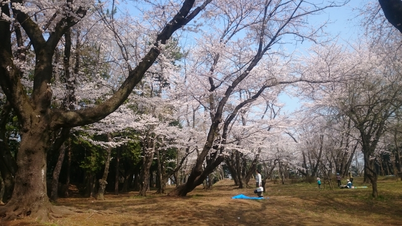 s-桜満開2.jpg