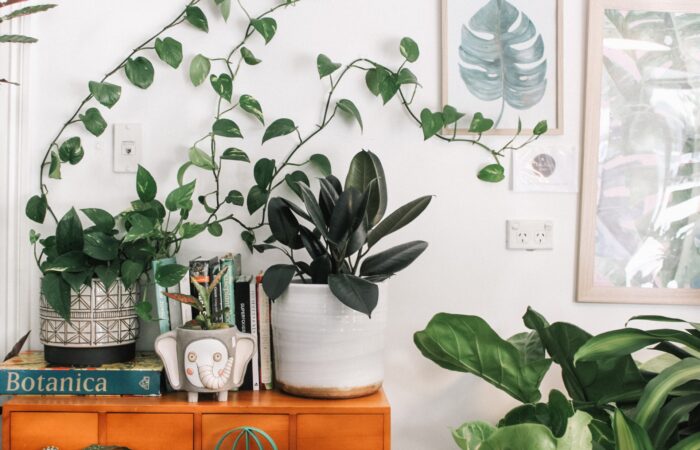 【ハンキング・寄せ植え・地植え】家に植物を飾ってみよう;