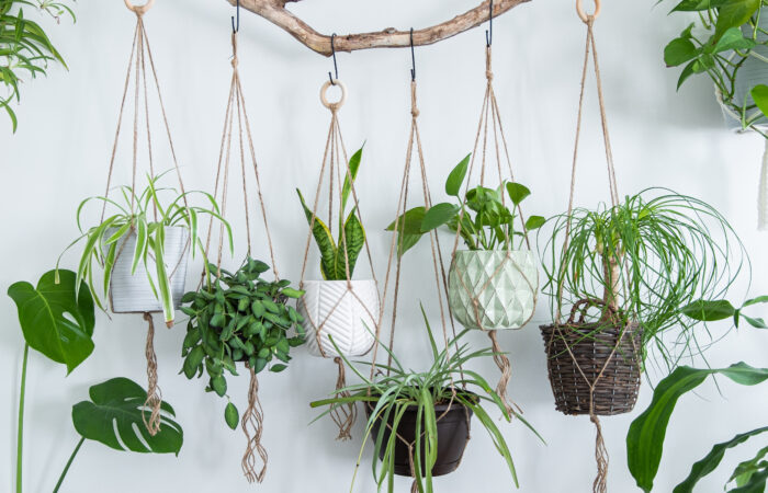 いい運気を呼び寄せる!新築住宅の玄関に観葉植物を飾ってみよう;