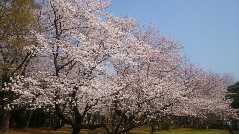 お花見