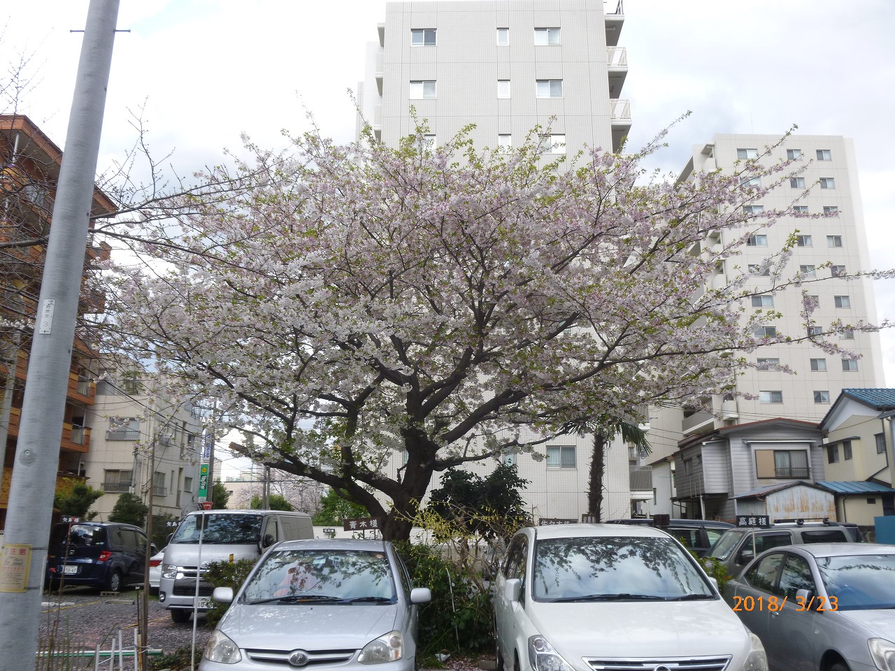 桜が満開になりました