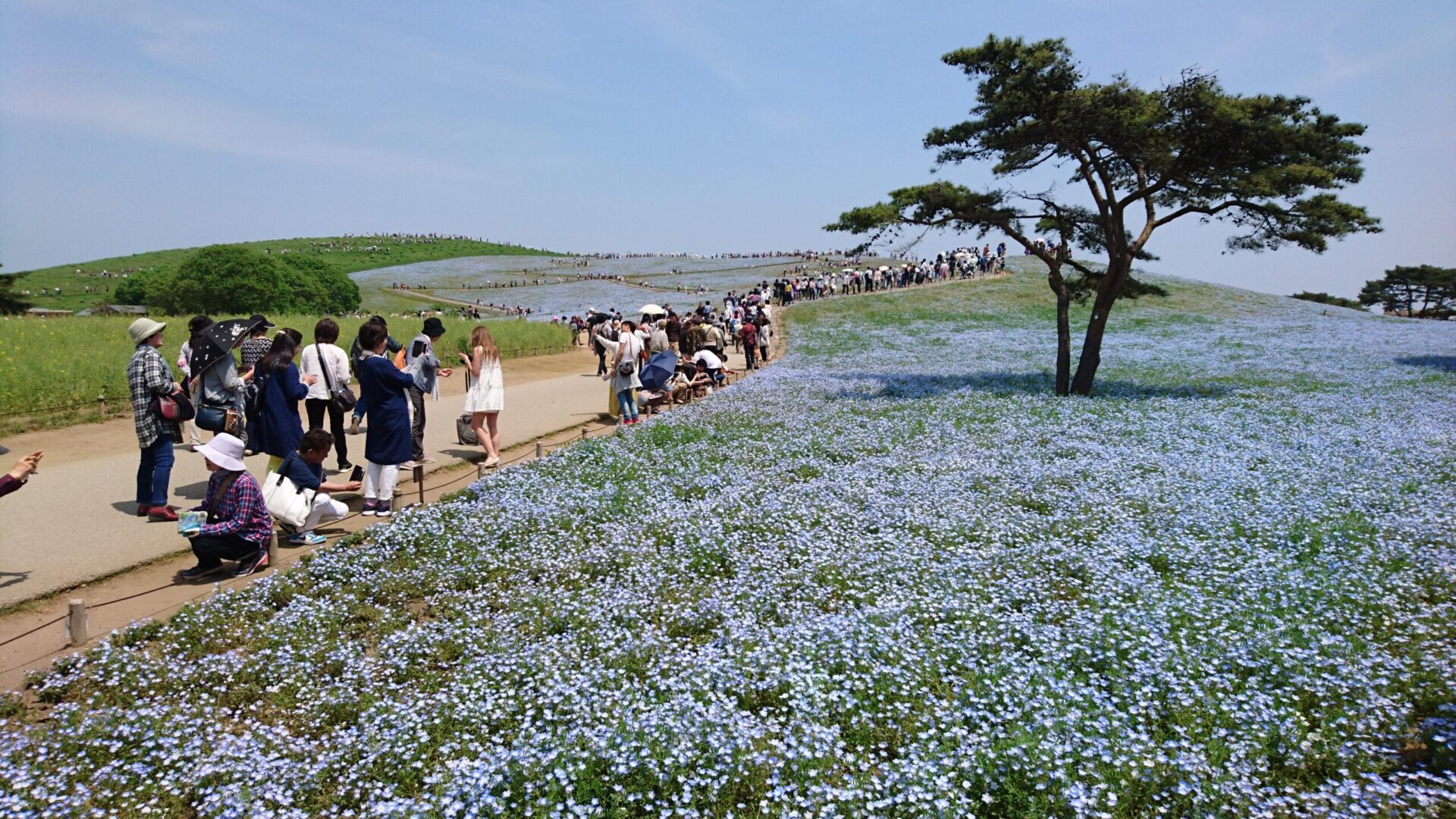 国営ひたち海浜公園２