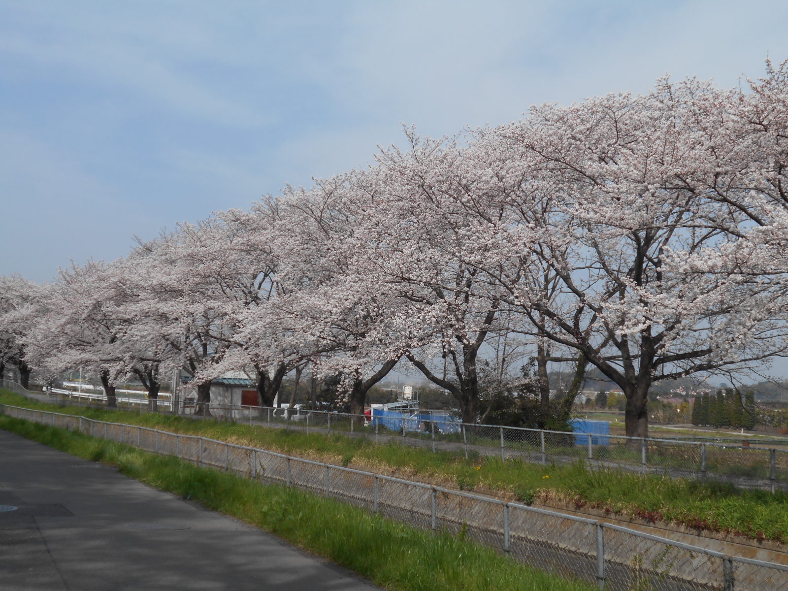 満開の桜