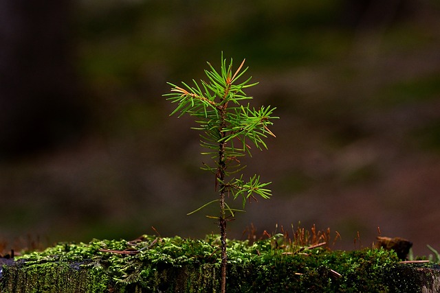 株立ちって何？小さな庭でも植樹できます！