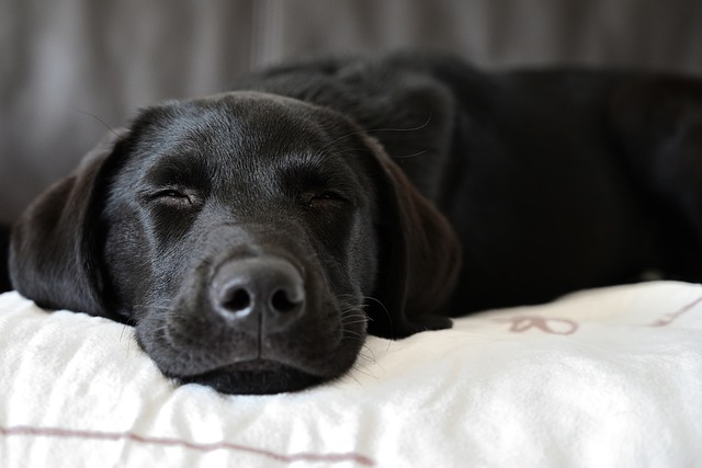 犬と一緒に寝ることの問題点は？愛犬との暮らしで注意すべきこと