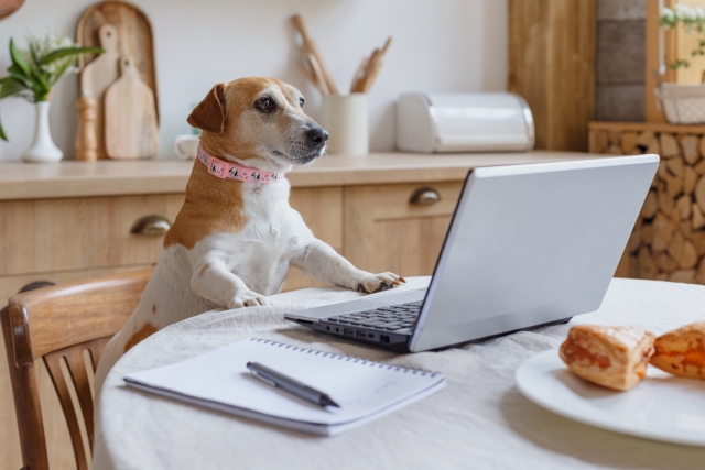 ペット共生住宅とは？初めての犬と快適に暮らす！「ペット可」との違いを徹底解説