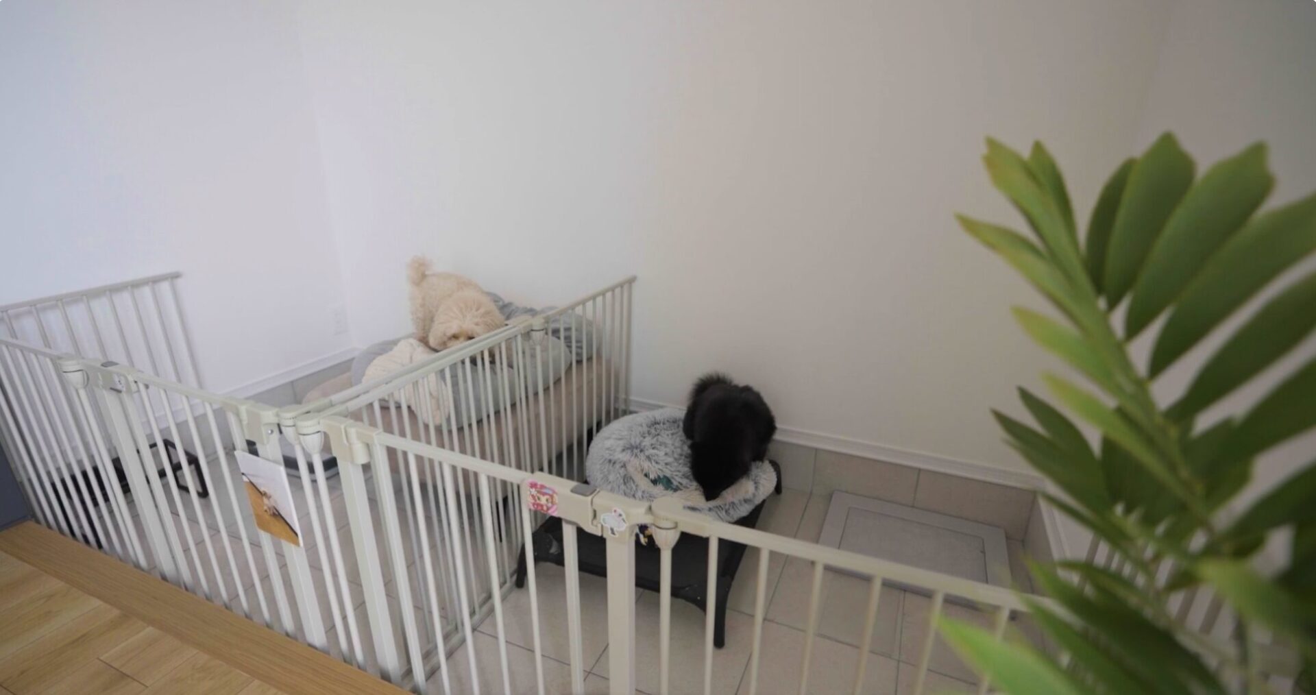 愛犬のための工夫はありますか？